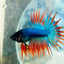 Betta Male Crowntail Blue Mascot 029