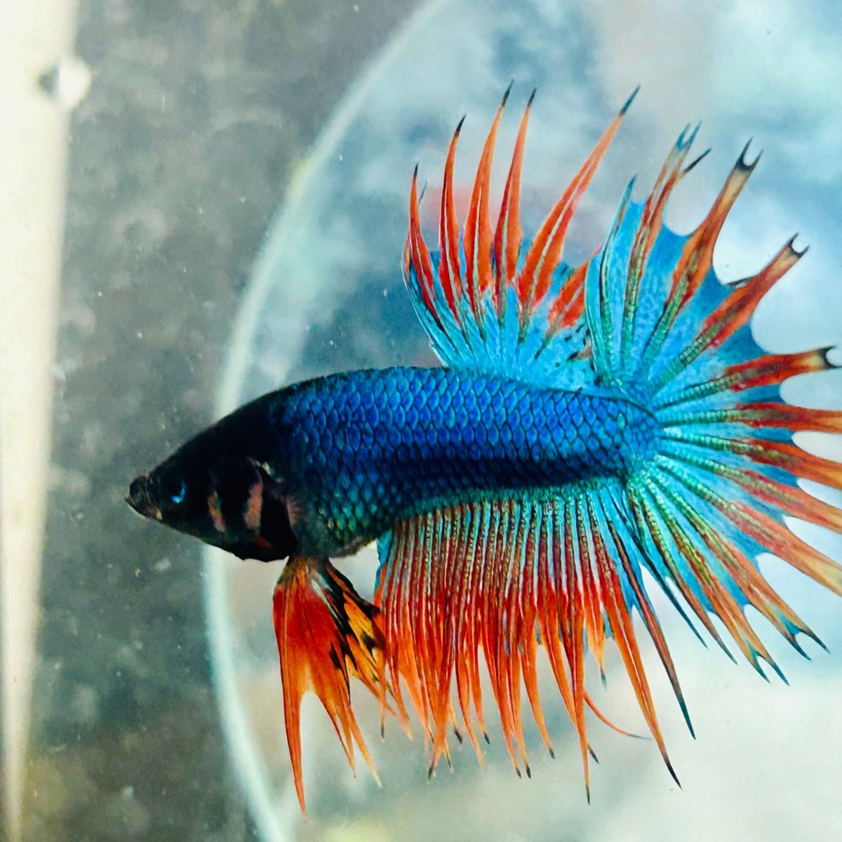 Betta Male Crowntail Blue Mascot 029