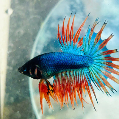 Betta Male Crowntail Blue Mascot 029