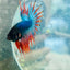Betta Male Crowntail Blue Mascot 029