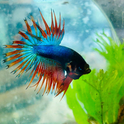 Betta Male Crowntail Blue Mascot 029