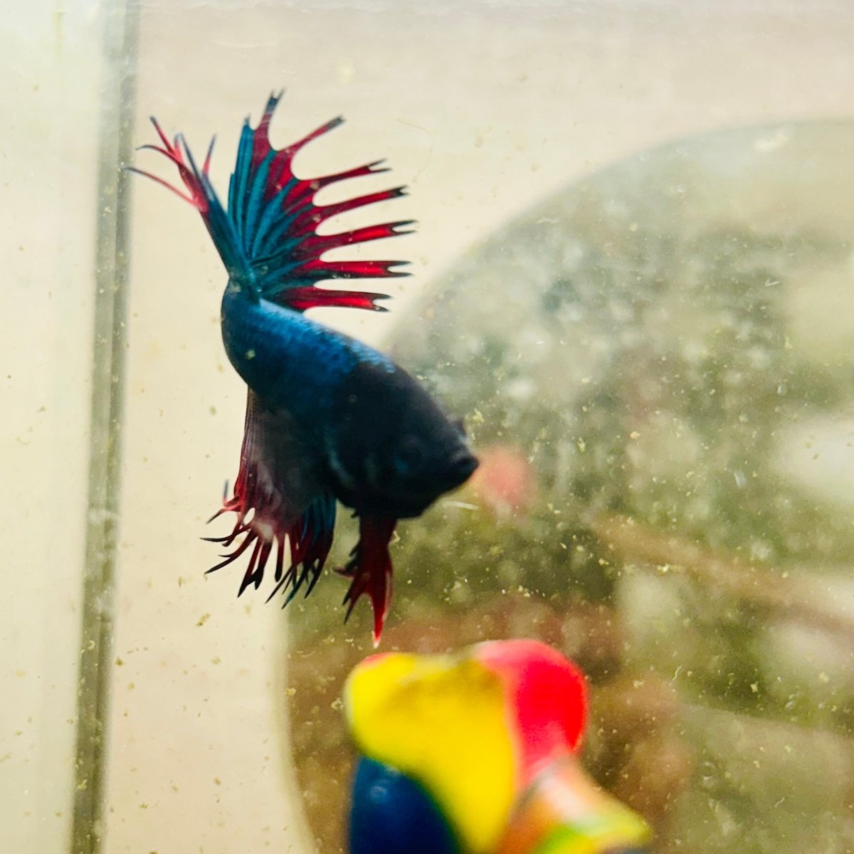 Betta Male Crowntail Blue Mascot Black Head #167