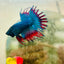 Betta Male Crowntail Blue Mascot Black Head 167