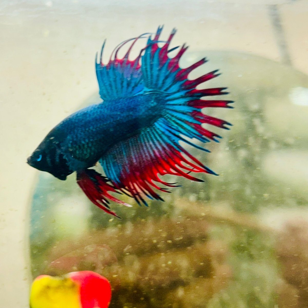 Betta Male Crowntail Blue Mascot Black Head #167