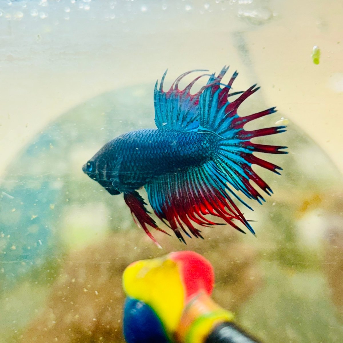 Betta Male Crowntail Blue Mascot Black Head 167