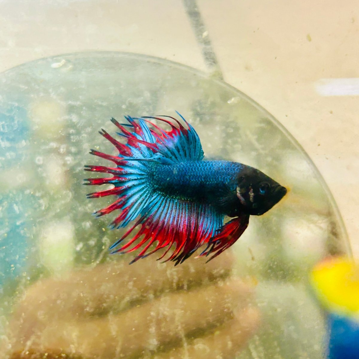 Betta Male Crowntail Blue Mascot Black Head #167