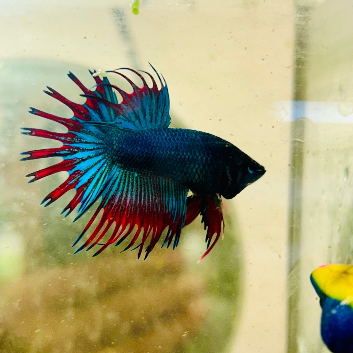 Betta Male Crowntail Blue Mascot Black Head #167