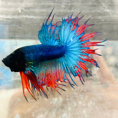 Betta Male Crowntail Blue Mascot Black Head 167 Male betta