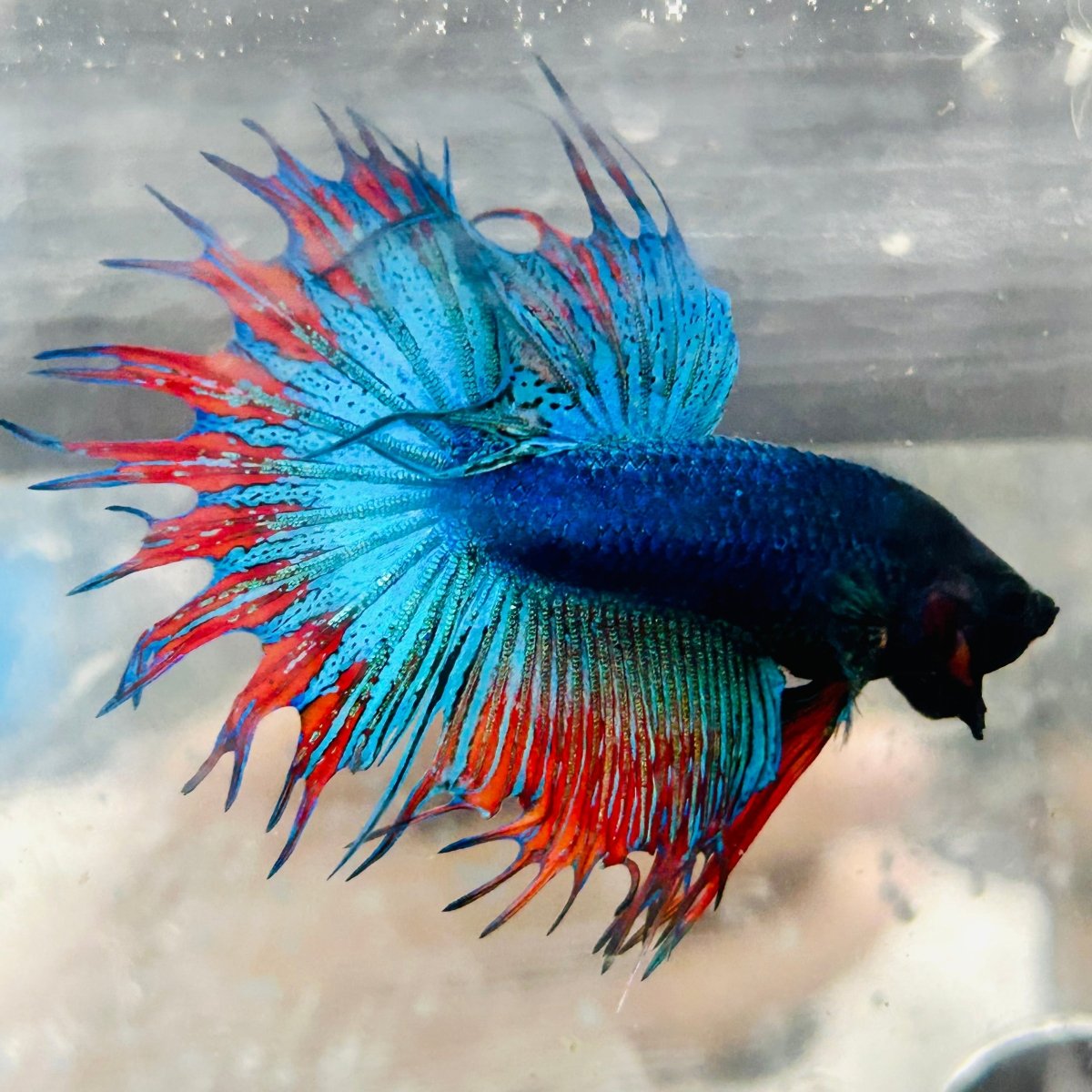 Betta Male Crowntail Blue Mascot Black Head #167