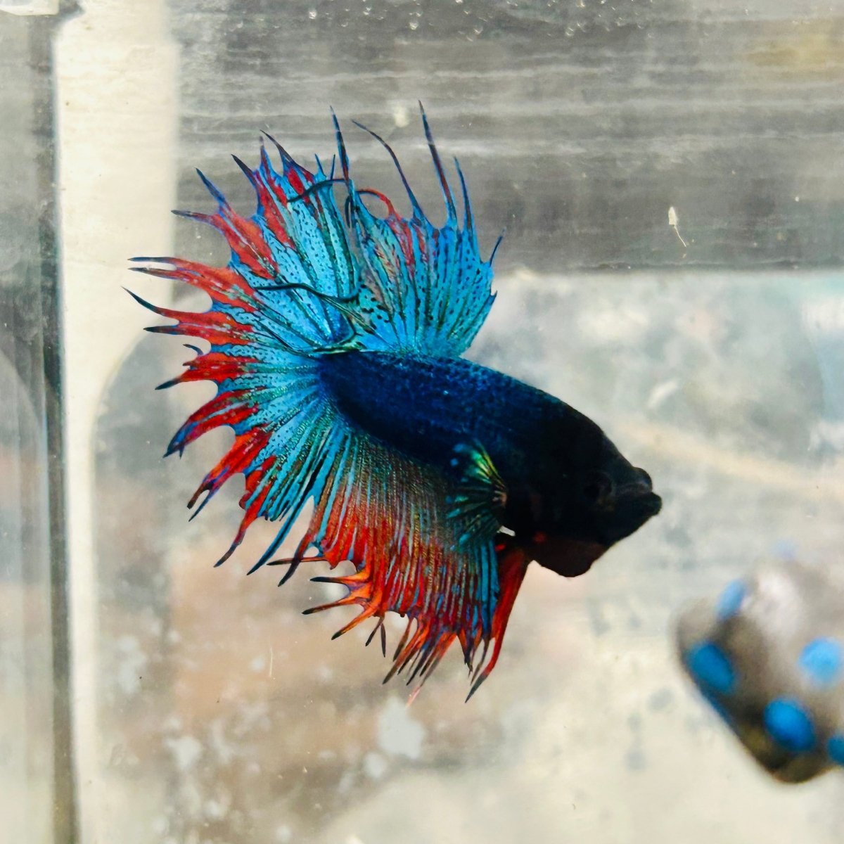 Betta Male Crowntail Blue Mascot Black Head #167