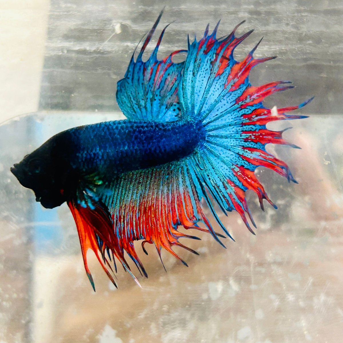 Betta Male Crowntail Blue Mascot Black Head #167