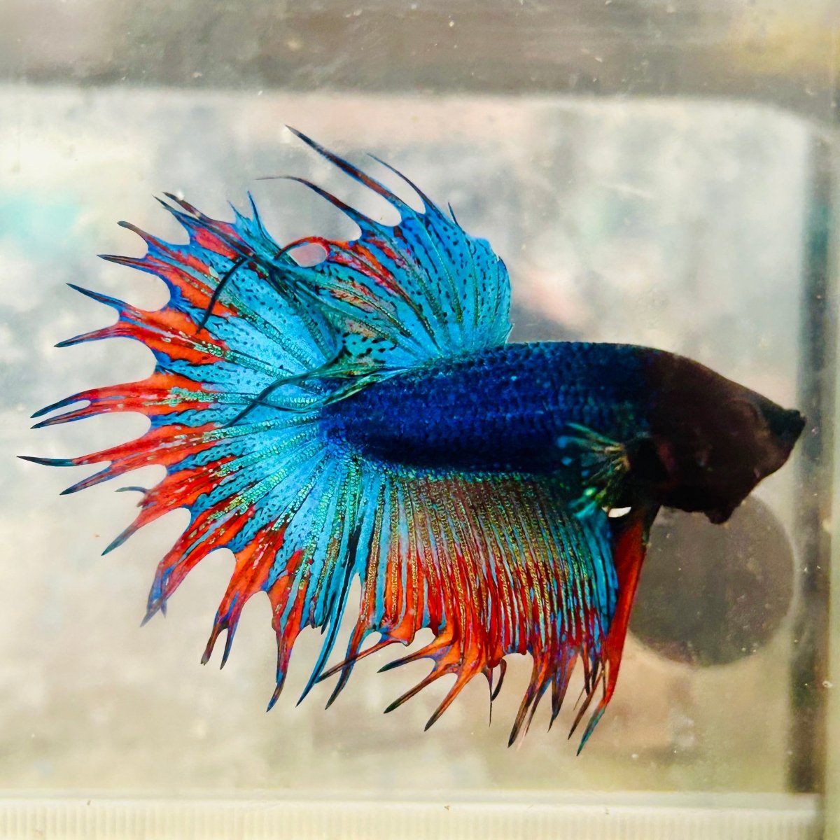 Betta Male Crowntail Blue Mascot Black Head #167