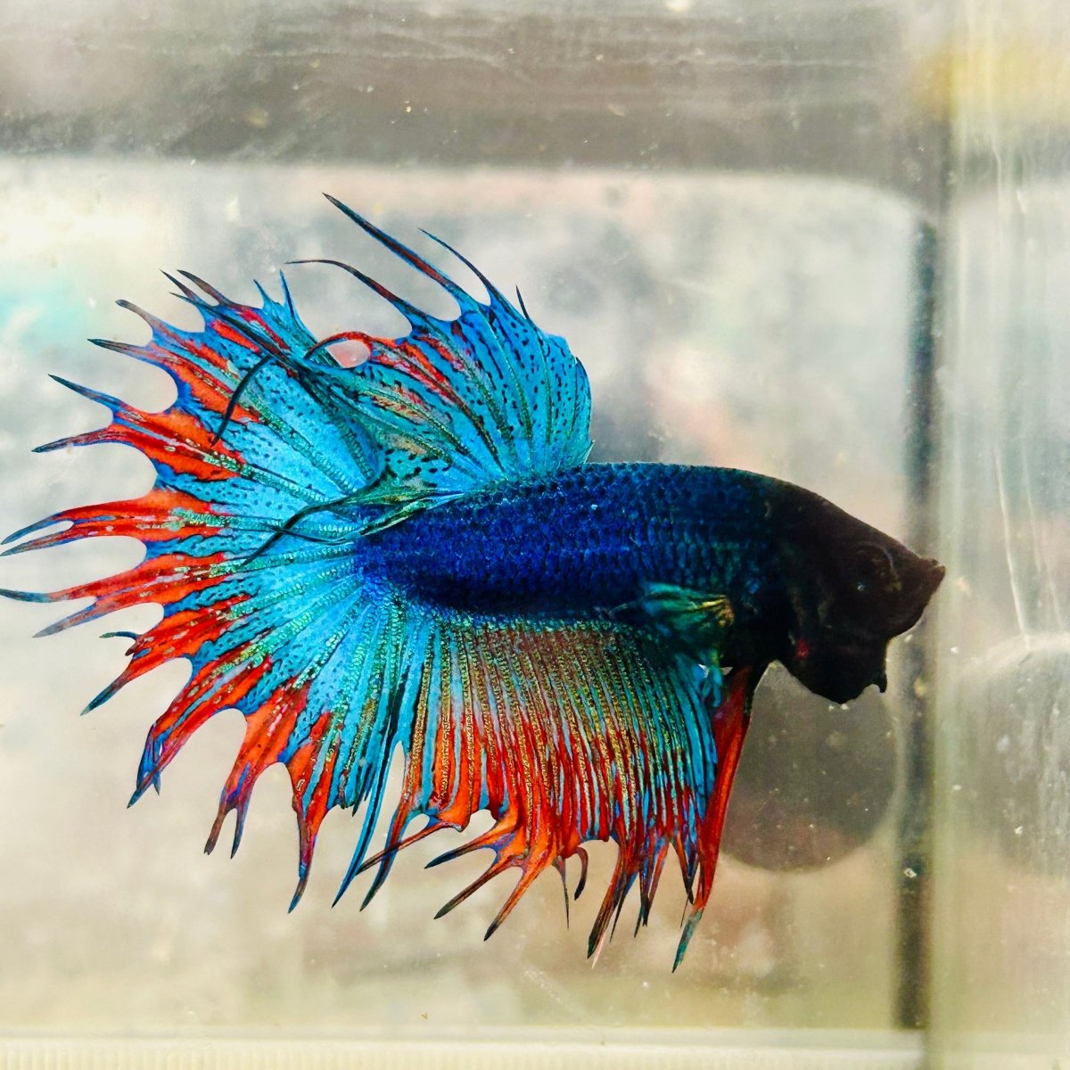 Betta Male Crowntail Blue Mascot Black Head #167