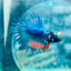 Betta Male Crowntail Blue Orange 181