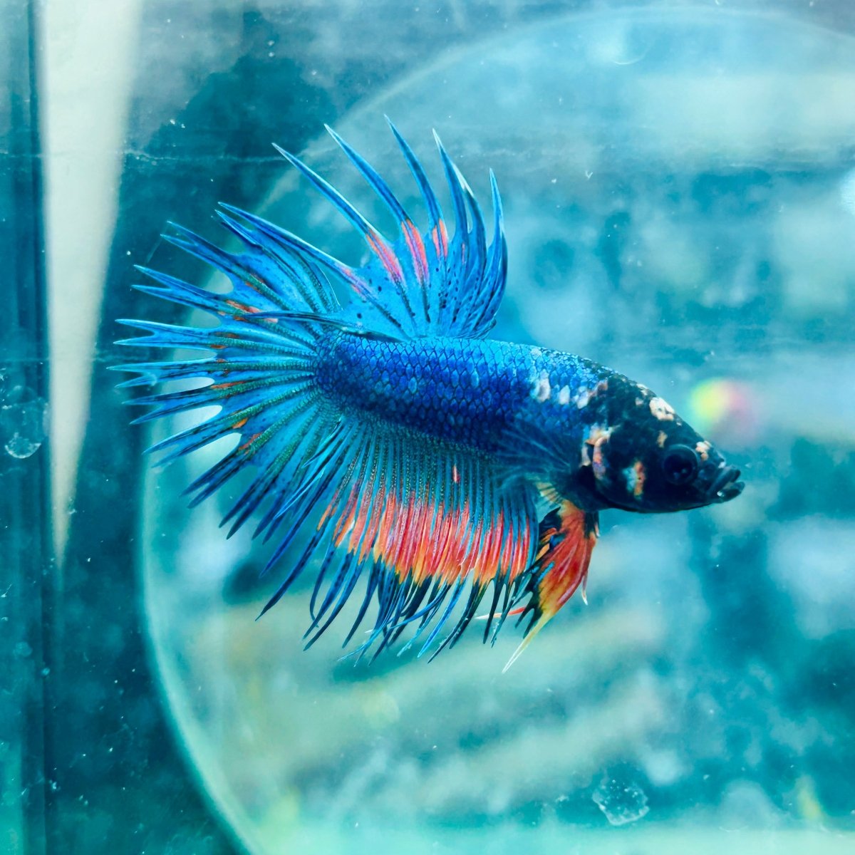 Betta Male Crowntail Blue Orange 181