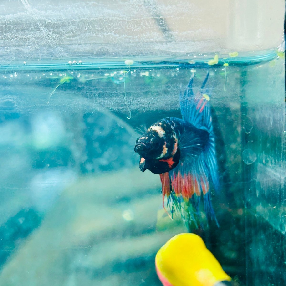 Betta Male Crowntail Blue Orange 181