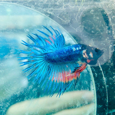 Betta Male Crowntail Blue Orange 181