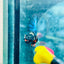Betta Male Crowntail Blue Orange 181