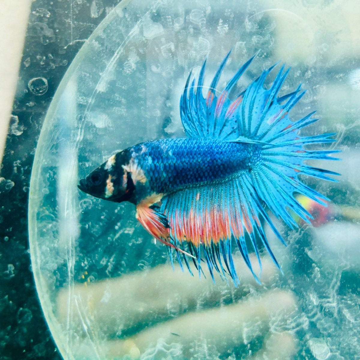Betta Male Crowntail Blue Orange 181