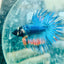 Betta Male Crowntail Blue Orange 181