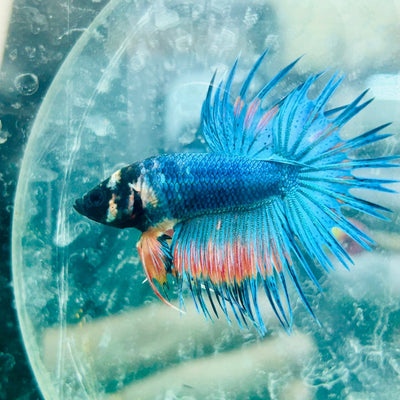 Betta Male Crowntail Blue Orange 181