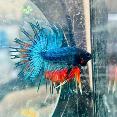 Betta Male Crowntail Blue Orange Mascot 181