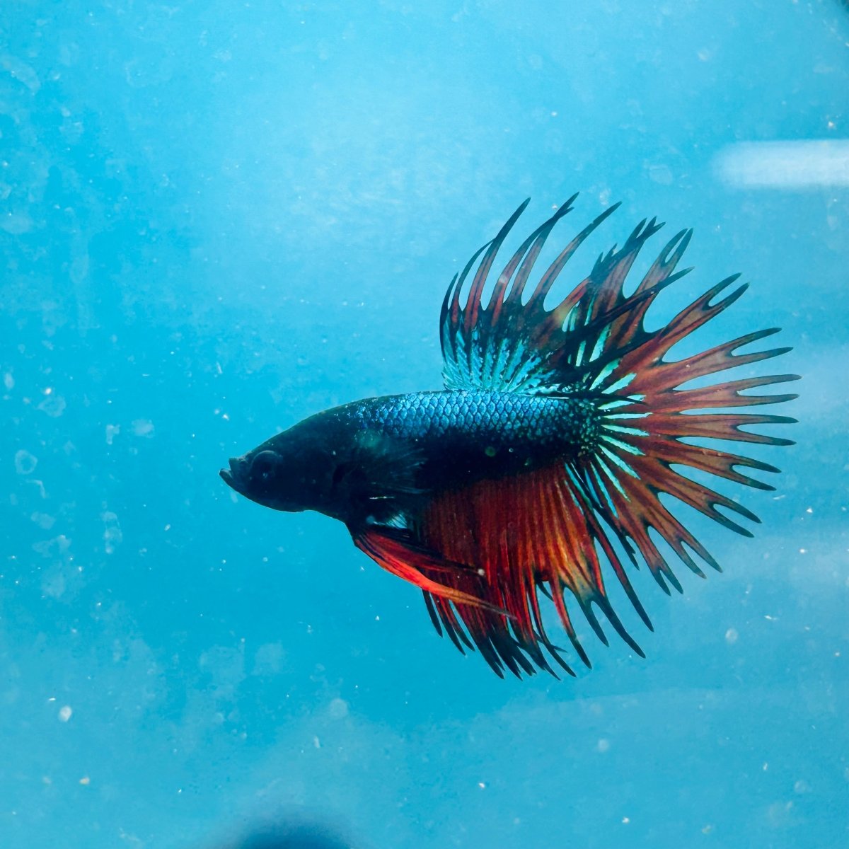 Betta Male Crowntail Blue Orange Mascot A88