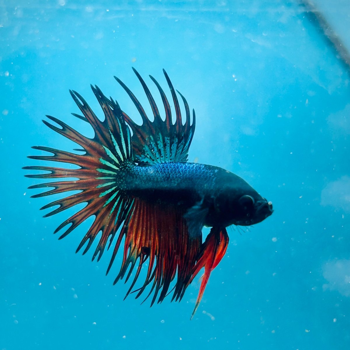 Betta Male Crowntail Blue Orange Mascot A88