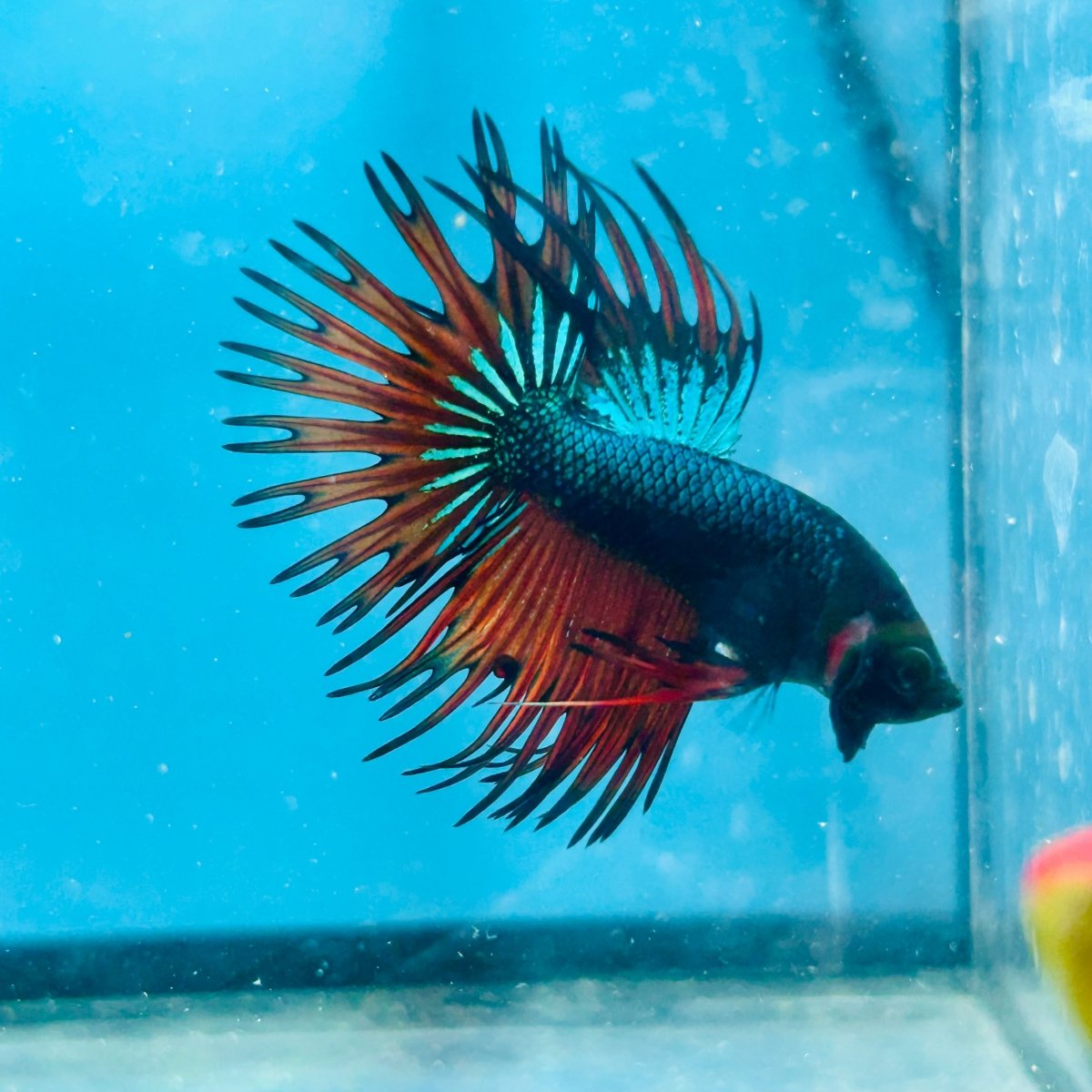 Betta Male Crowntail Blue Orange Mascot A88