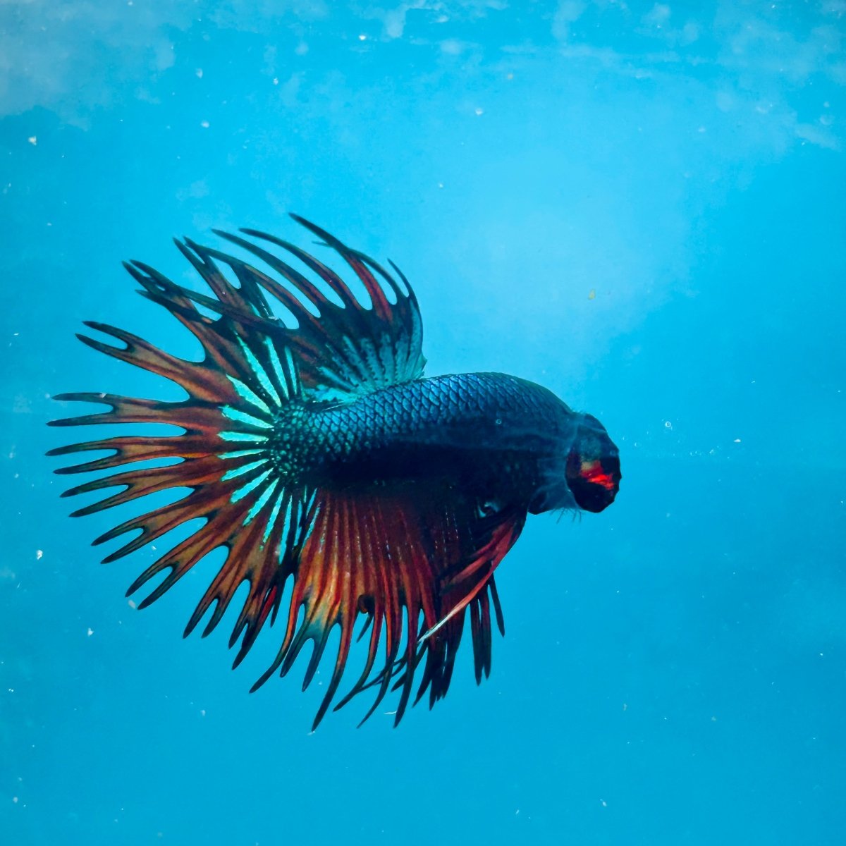 Betta Male Crowntail Blue Orange Mascot A88