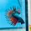 Betta Male Crowntail Blue Orange Mascot A88