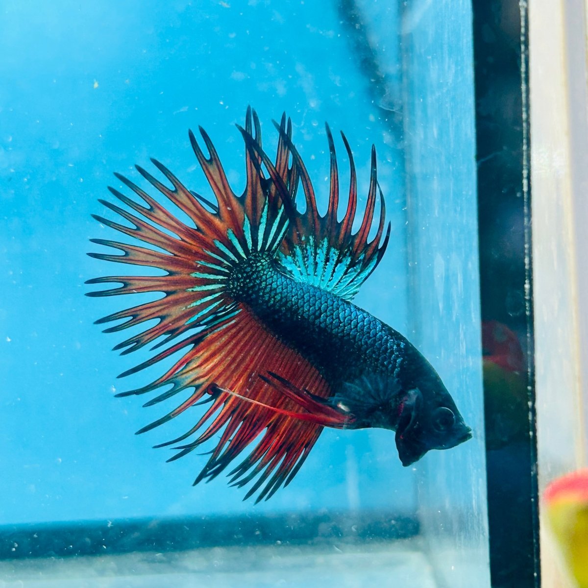 Betta Male Crowntail Blue Orange Mascot A88
