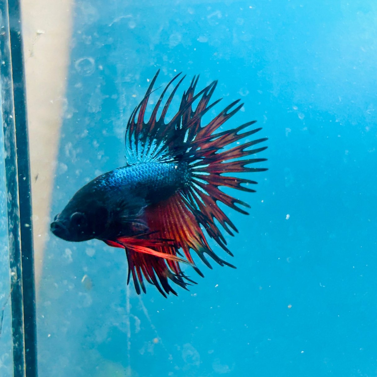 Betta Male Crowntail Blue Orange Mascot A88