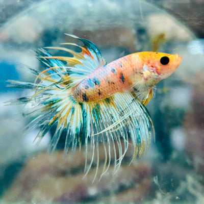 Betta Male Crowntail Blue Orange N90
