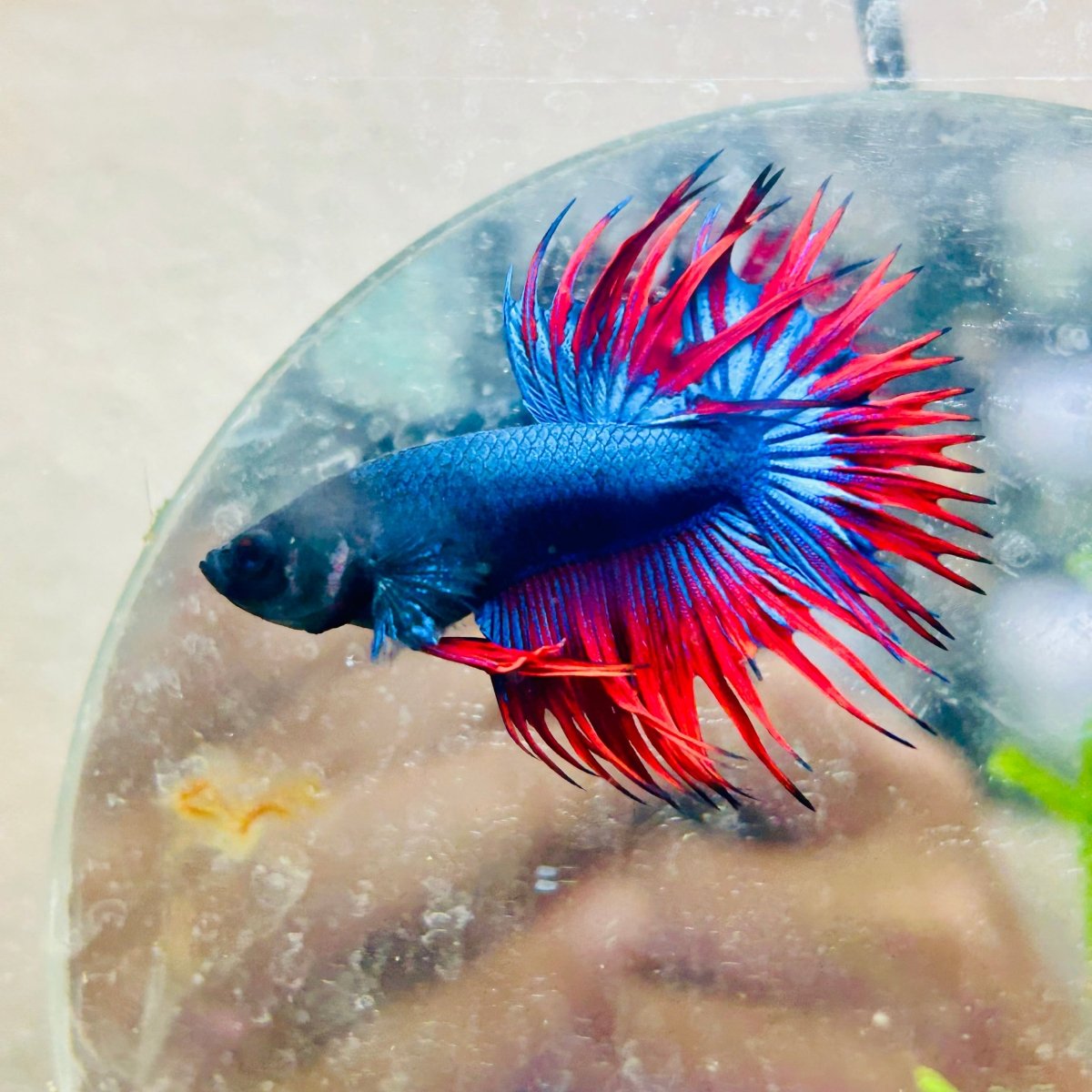 Betta Male Crowntail Blue Red Mascot 099