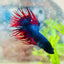 Betta Male Crowntail Blue Red Mascot 099
