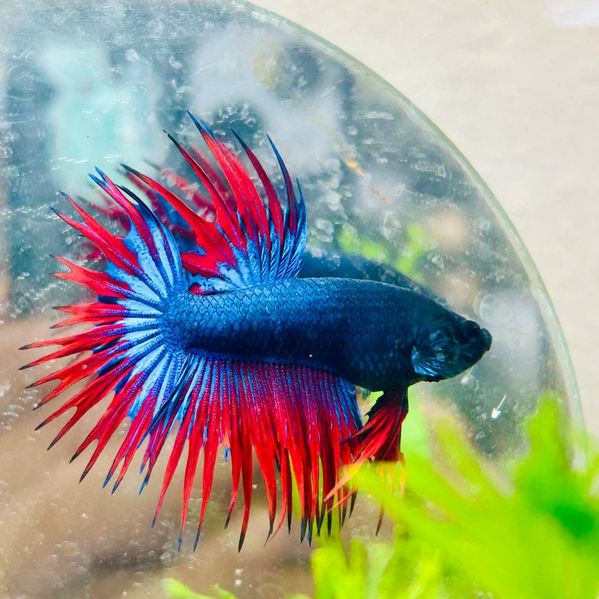 Betta Male Crowntail Blue Red Mascot 099