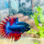 Betta Male Crowntail Blue Red Mascot 099