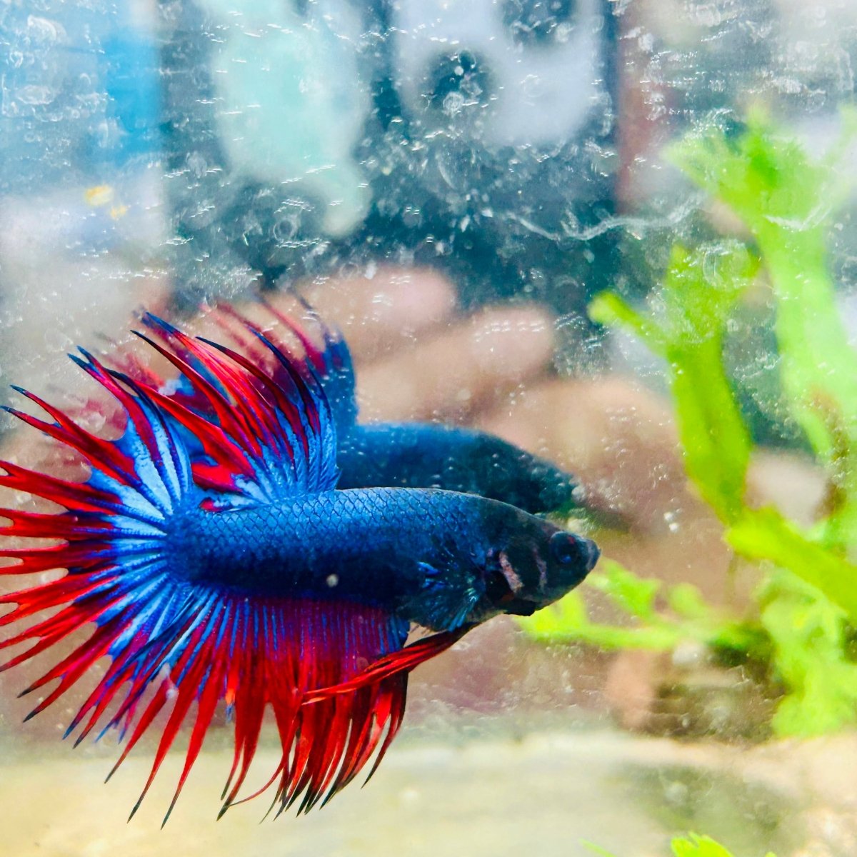Betta Male Crowntail Blue Red Mascot 099