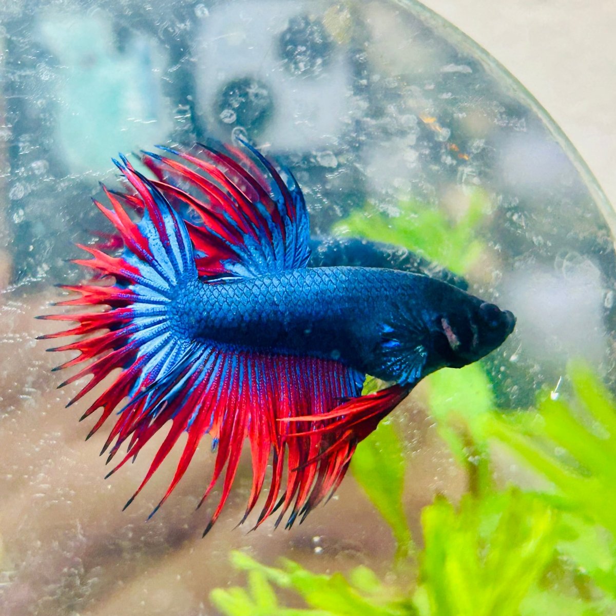 Betta Male Crowntail Blue Red Mascot 099