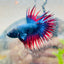 Betta Male Crowntail Blue Red Mascot 099