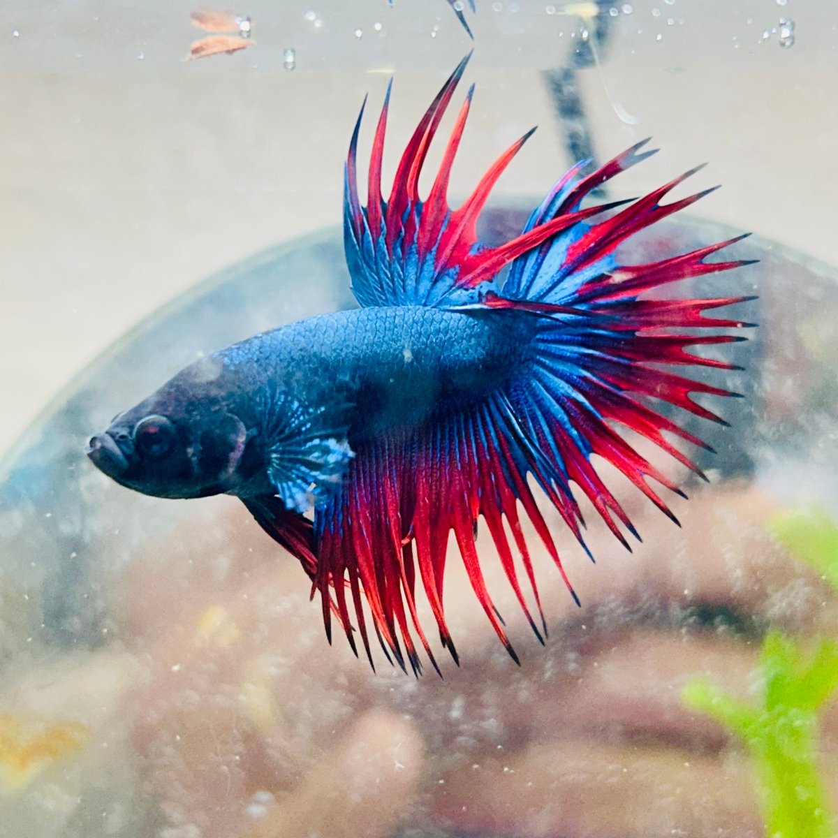 Betta Male Crowntail Blue Red Mascot 099