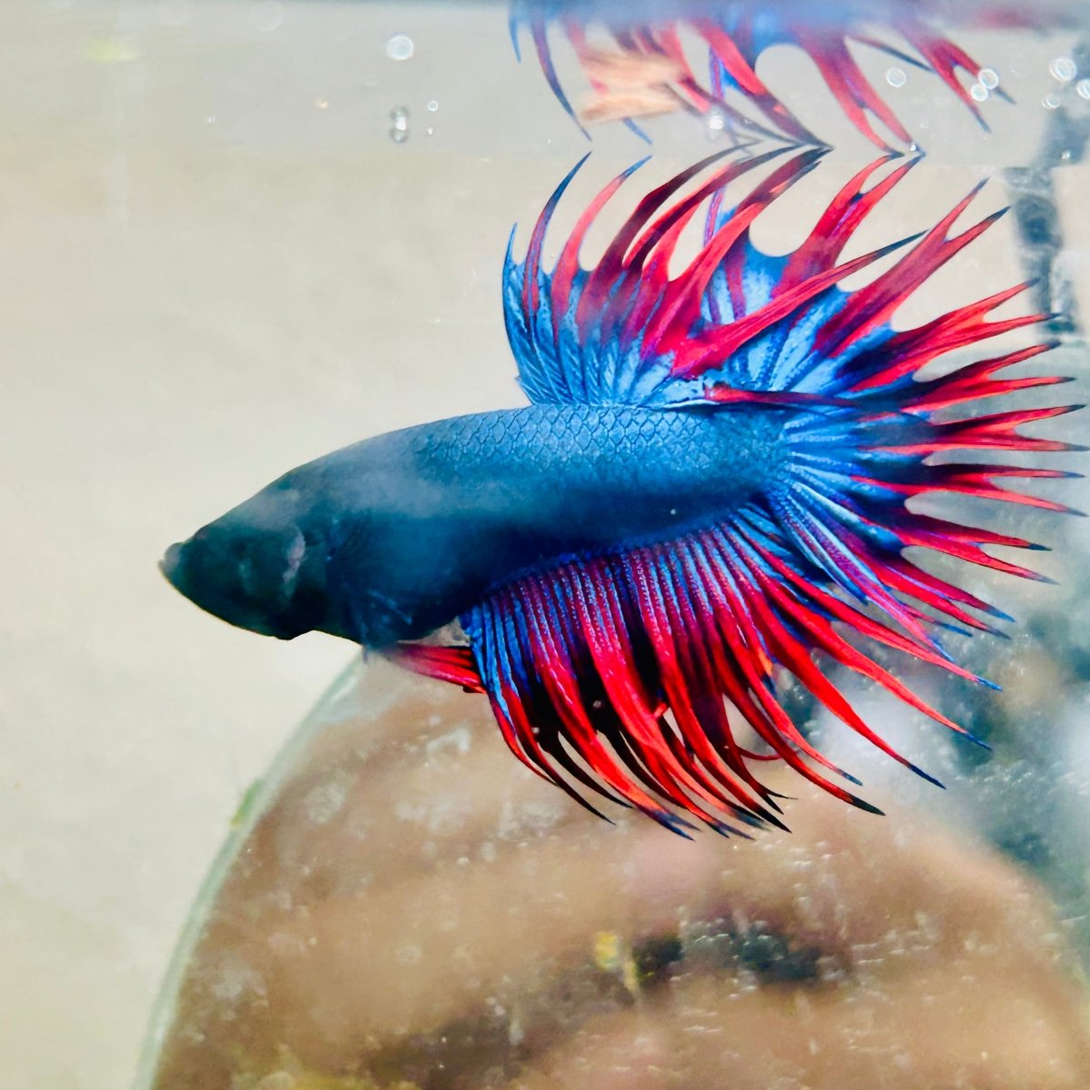 Betta Male Crowntail Blue Red Mascot 099