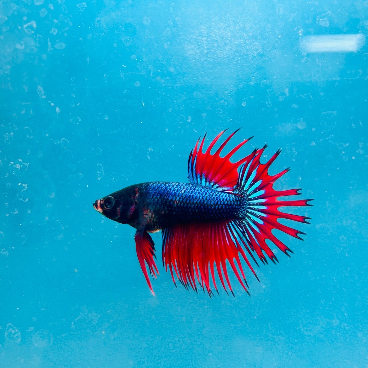 Betta Male Crowntail Blue Red Mascot 193