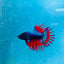 Betta Male Crowntail Blue Red Mascot 193