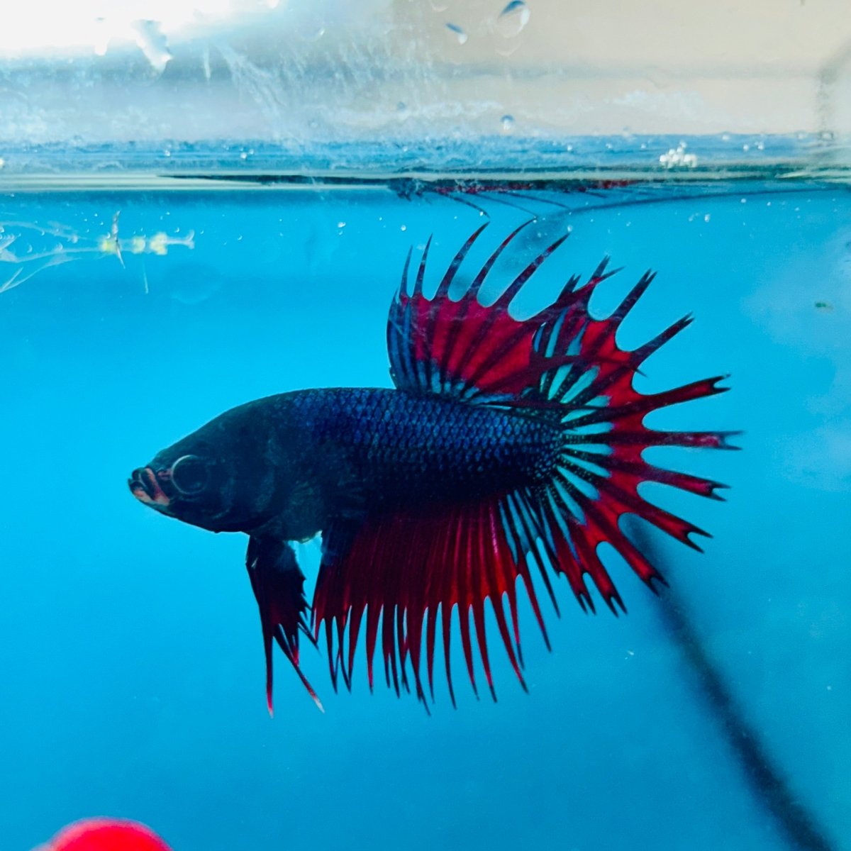Betta Male Crowntail Blue Red Mascot 193