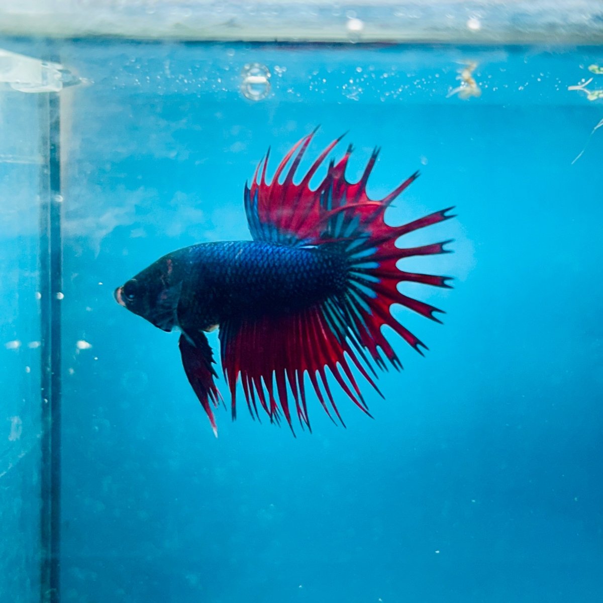 Betta Male Crowntail Blue Red Mascot 193