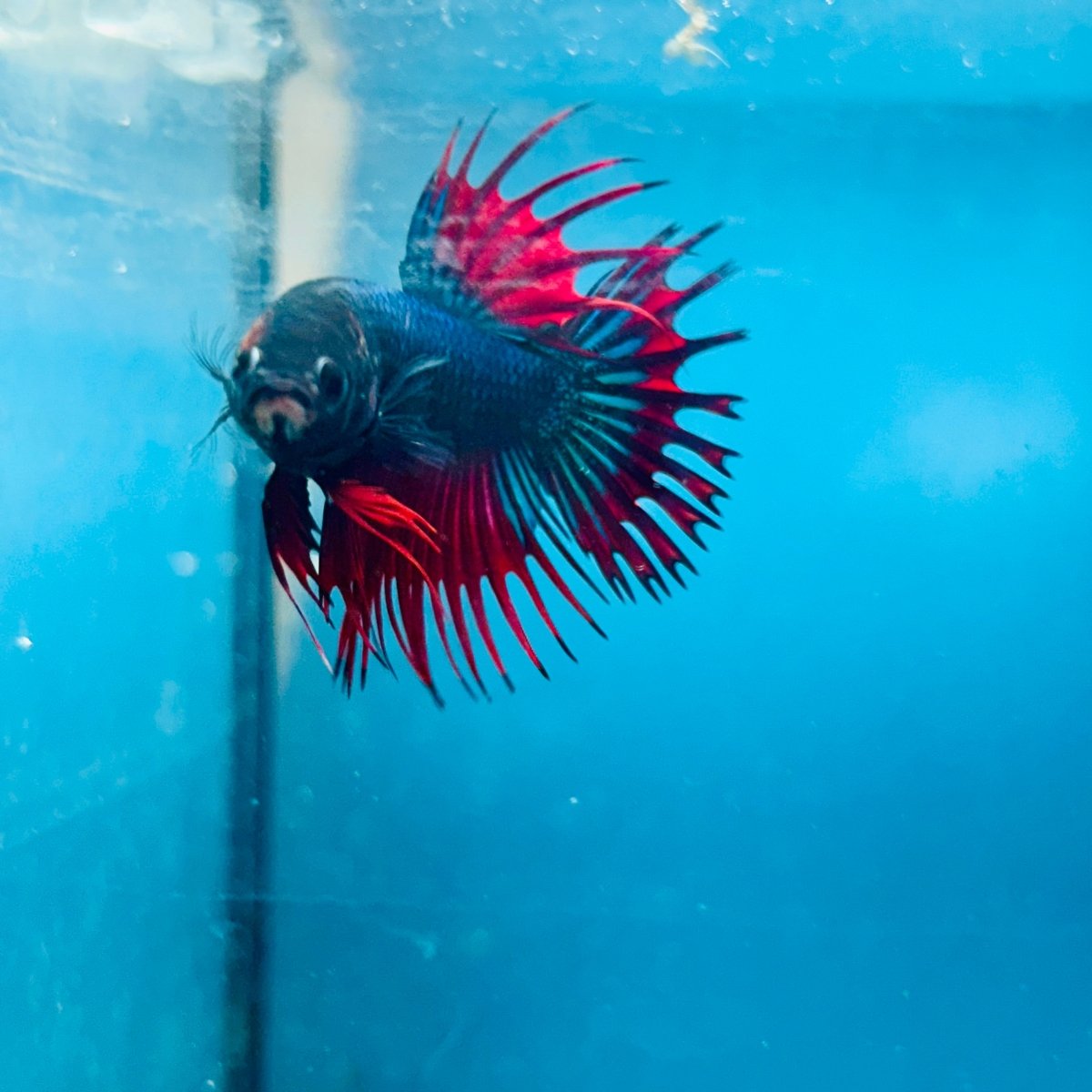 Betta Male Crowntail Blue Red Mascot 193
