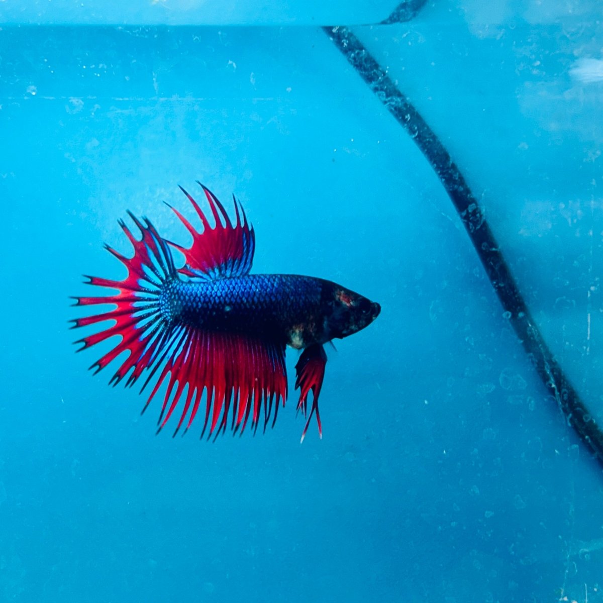 Betta Male Crowntail Blue Red Mascot 193