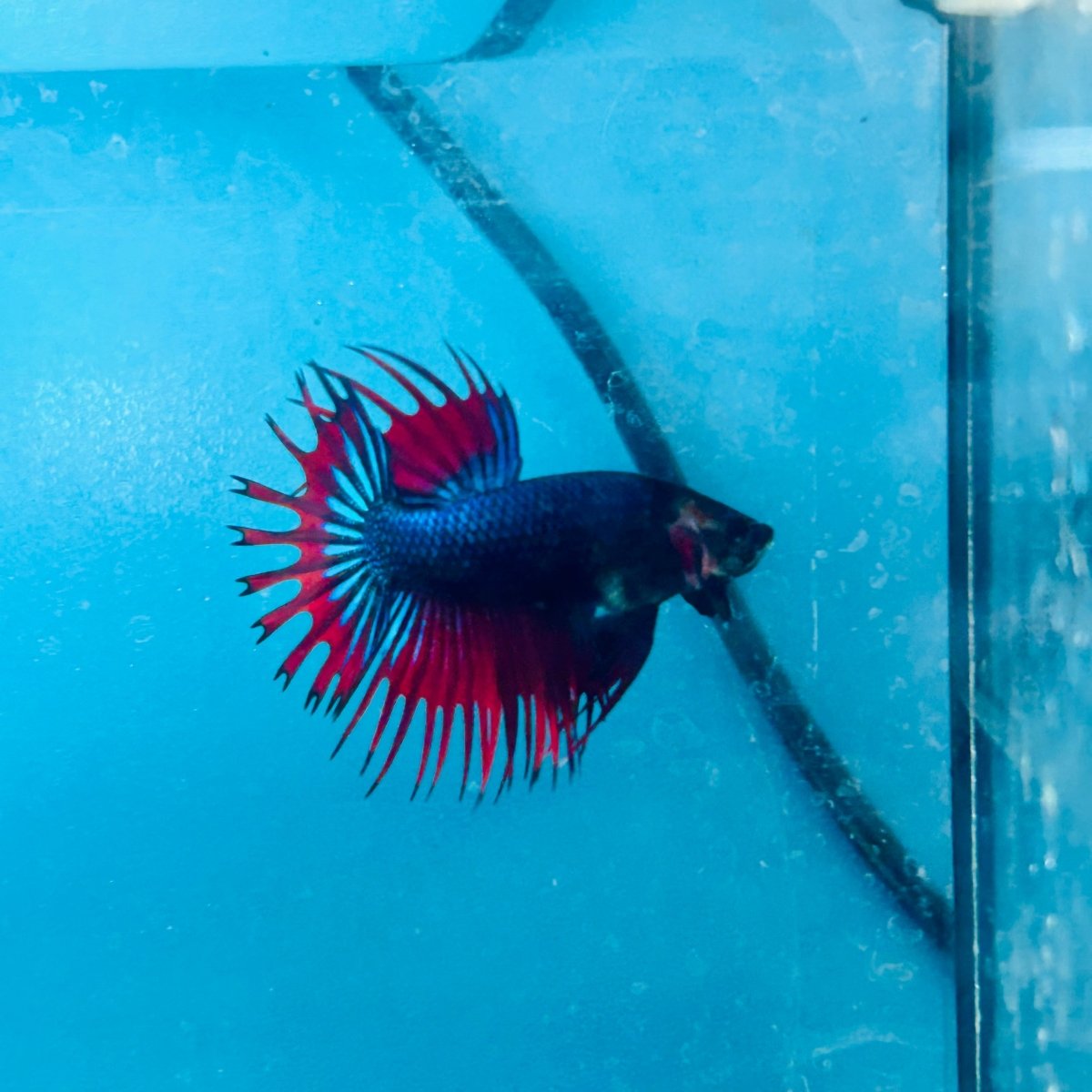 Betta Male Crowntail Blue Red Mascot 193